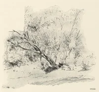 Skogsstudie